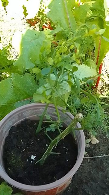 Черенки Понцитруса #огород #дача #садоводничество #сад