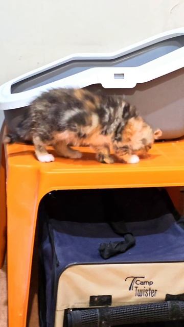 Уже ходим в большой туалет🤩😸