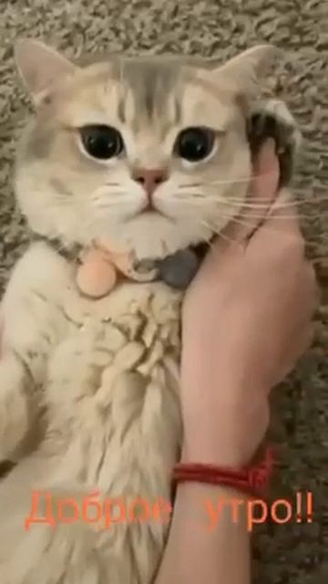 😽😼😻мяу-мяу