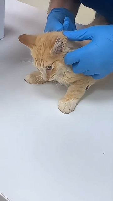 Котя в безопасности!
