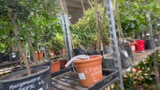 Обзор растений в Санкт-Петербурге