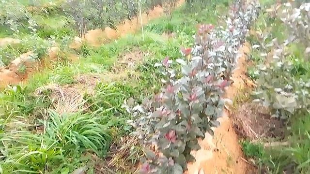 подвой для яблони Р 60