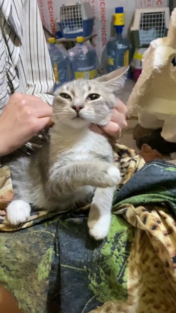 Игривая котенок Мальвина ищет дом. Приют Петербург