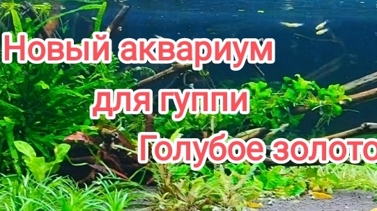 Оформил аквариум для рыбок гуппи Голубое золото