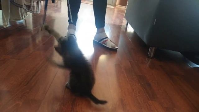 Спасение котёнка!Полосанчик