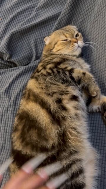Милая шотландская вислоухая кошечка 🐱