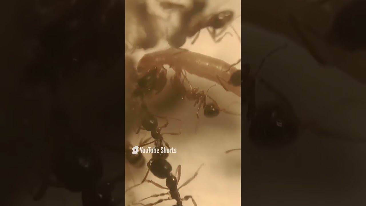 aphaenogaster kurdica  Муравьи дома  Муравьи как домашние животные