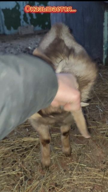 Козлик 🐐 Бейн любит поиграть🙃
#Усадьба
#Сеща
#Козлик_Бейн 
#игрыскозликом