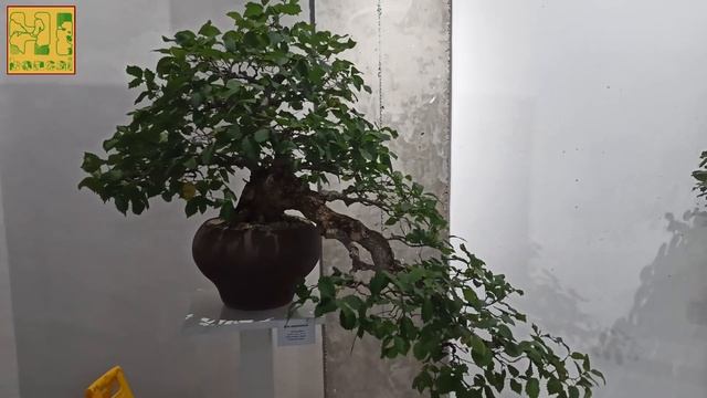 Бонсай выставка. Часть 4. Чугунки.