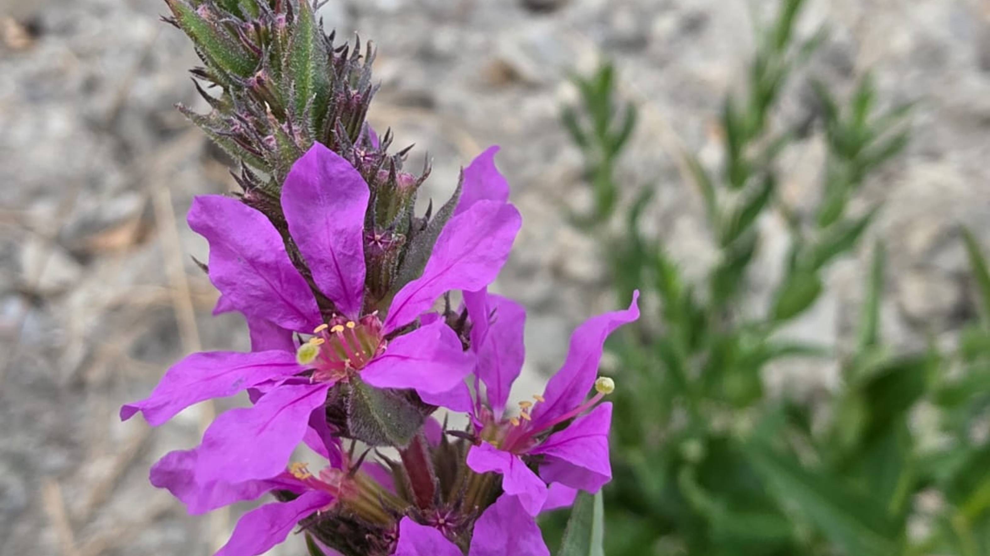 Расстановки.Часть I