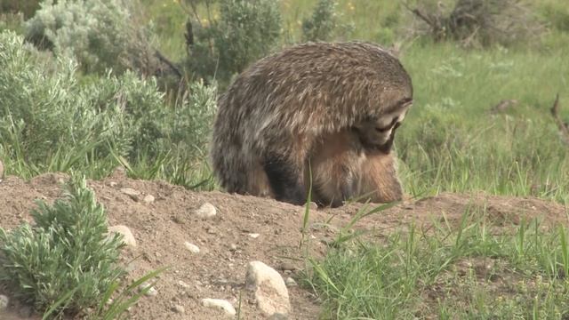Американский барсук – настоящий бронированный экскаватор! Закапывает коров и дружит с койотами!.