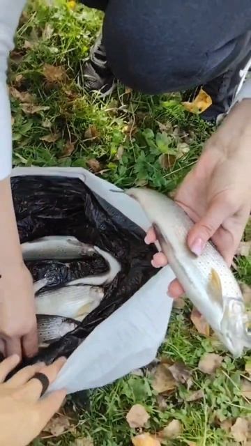 А вы любите❤️ рыбалку🦈 так, как её люблю я?🤔