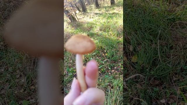 Как отличить настоящие опята от ложных.