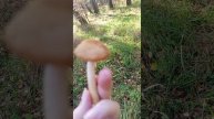 Как отличить настоящие опята от ложных.