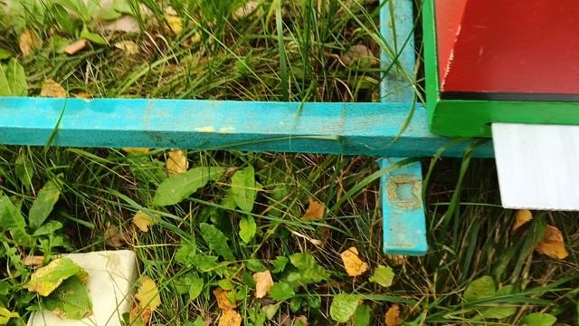 24.09.25. Расплод выходит и клещ с ним! Результат четвертой обработки дымом!!!