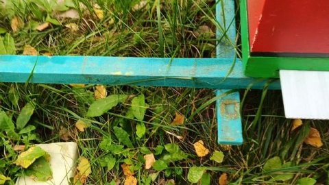 24.09.25. Расплод выходит и клещ с ним! Результат четвертой обработки дымом!!!