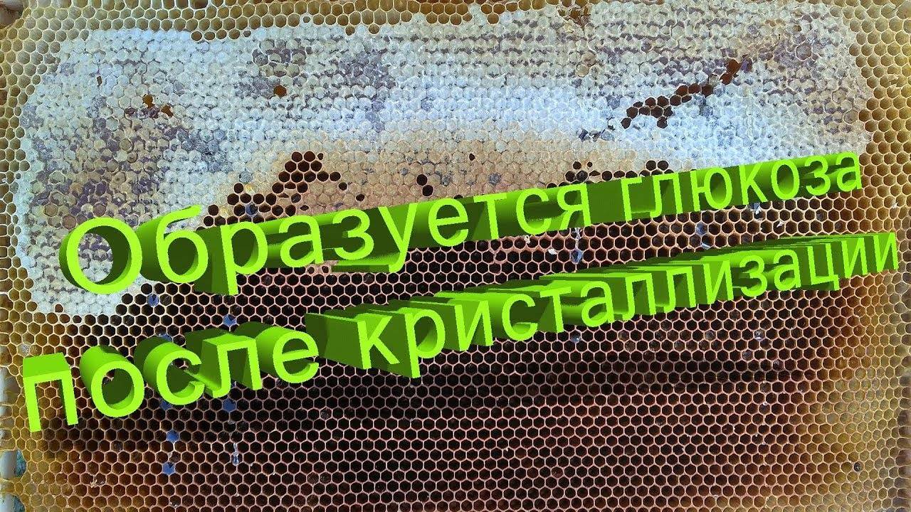 После кристаллизации мёда сверху образуется глюкоза. Откуда она берется? - Ответ Кашковского