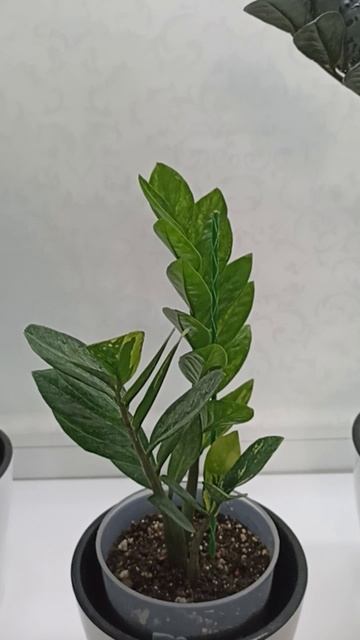 Замиокулькасы