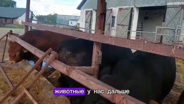 Племенные быки будут представлены на выставке Золотая осень 2025 в Москве