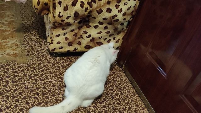 Чокнутая робомышка