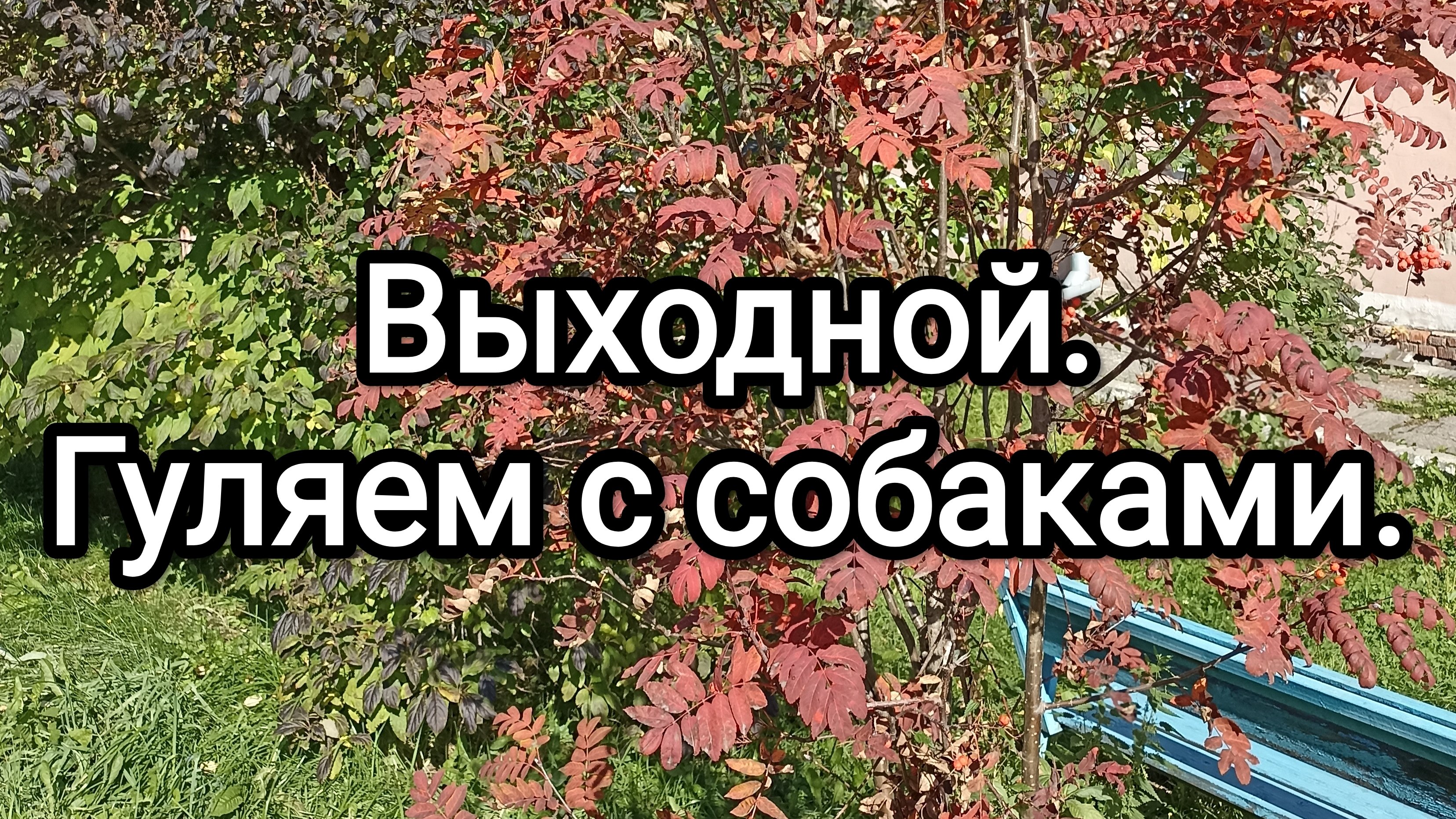 24-09-2025. Выходной. Гуляем с собаками.