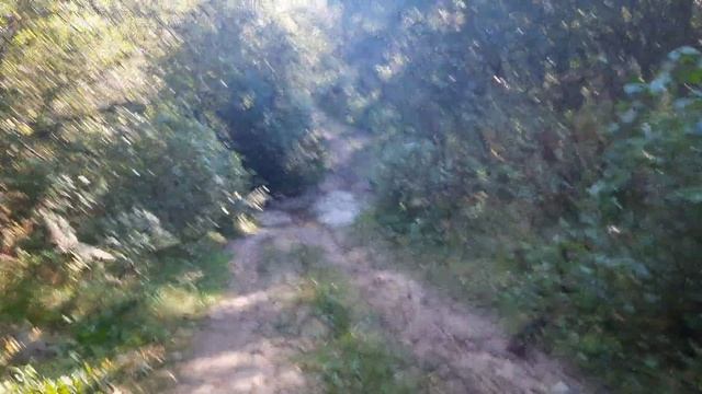 24-09-2025Лесные истории.