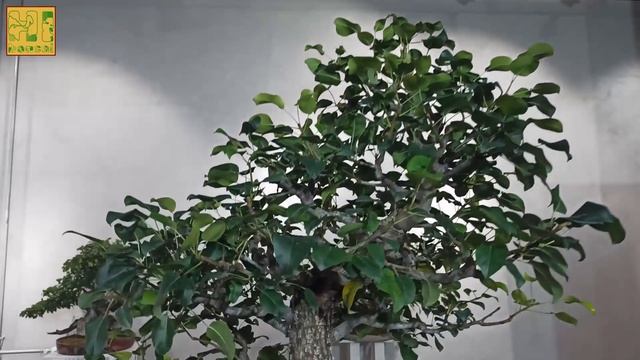 Бонсай выставка. Часть 5. Немного общих планов.