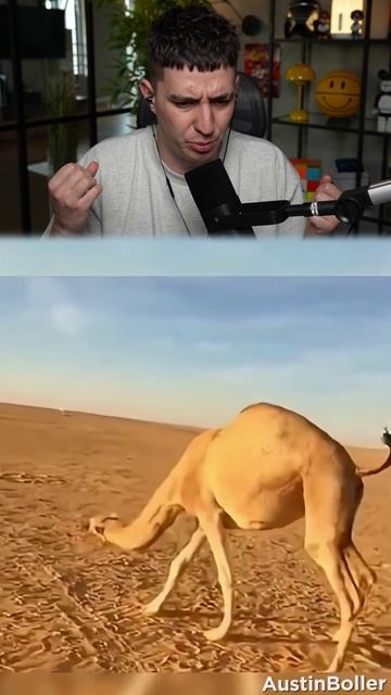 ЖИВОТНЫЕ ПОСЛЕ БЕШЕНСТВА 🤯😱