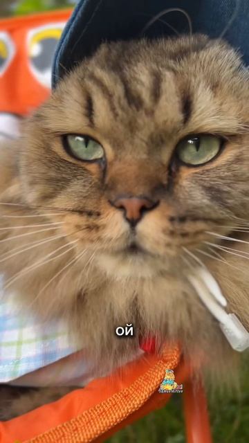 Умный и красивый!😻 #котики #милота #животные