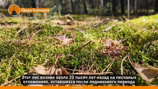 Среда Барнаула: ленточный бор