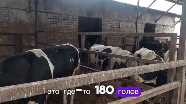 Быки голштинской породы в Калининграде