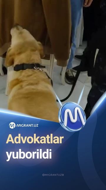 Advokatlar Yuborildi