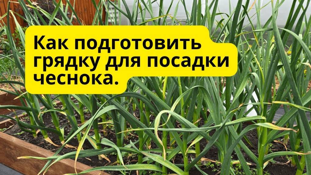 Как я готовлю грядку под чеснок  просто но эффективно!