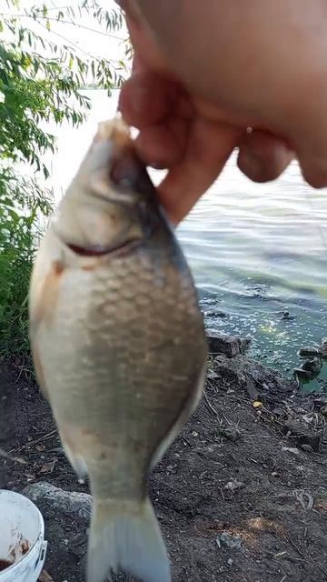 Рыбалка. карась без глаза.