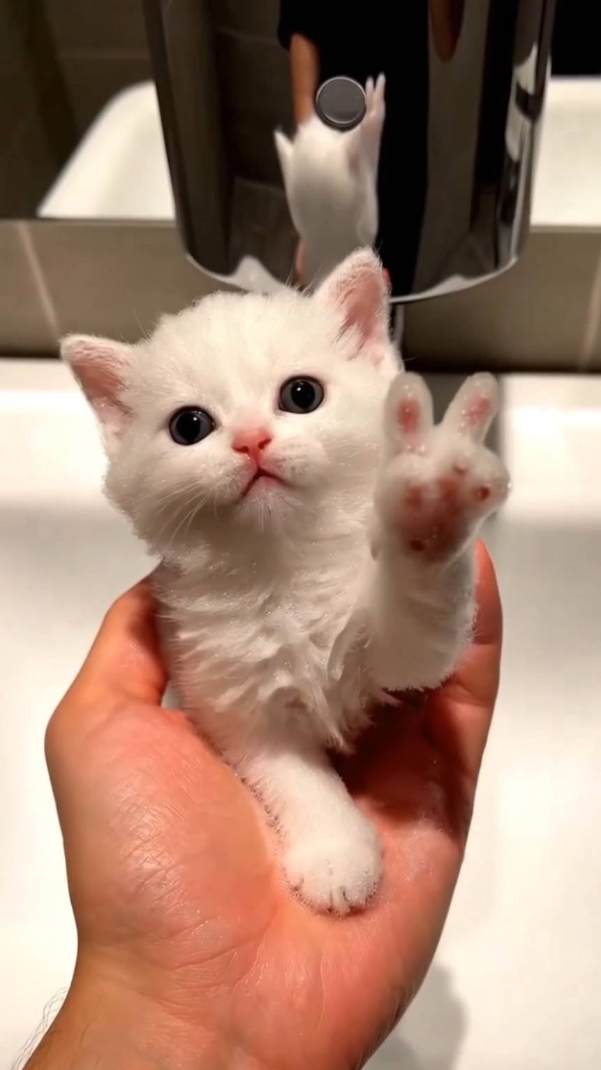 Странный Котенок