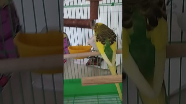 всё про попугу Кешу
