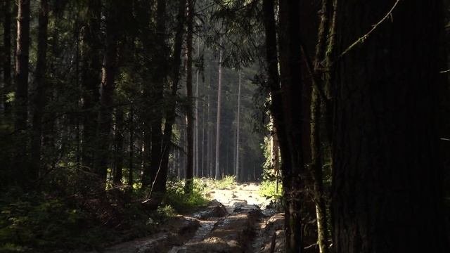 Почему леса стало меньше?