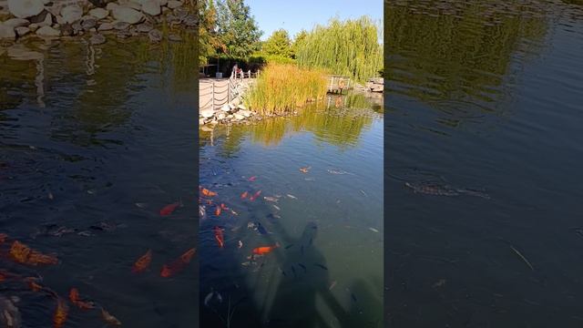 В Меге. Ростов-на-дону