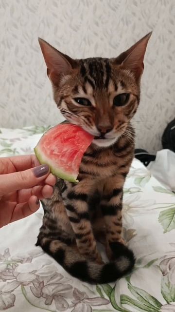 Дегустация арбуза: мнение бенгала 🍉