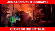 Апокалипсис в зоопарке: Новосибирск в шоке от криков животных, сгоревших заживо