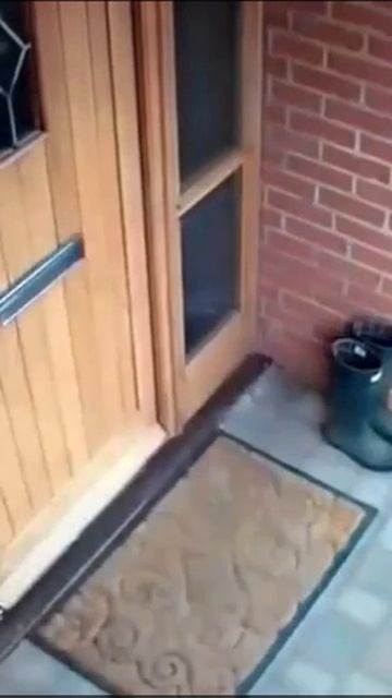 Смешные видео