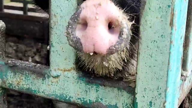 поездка в семейное подворье