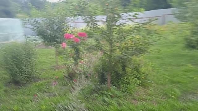 15.7.25г. ПЕКЛО не УХОДИТ!!!  Всё ПОГОРЕЛО!!!  Урожай будет не Очень!!!  В ТЕПЛИЦЕ!!!