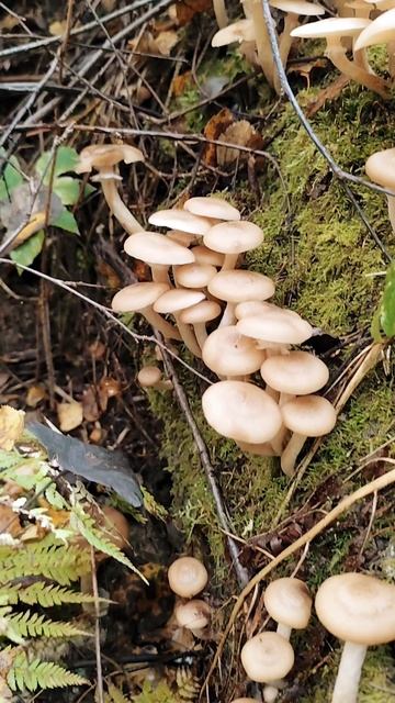 Грибное сафари 🍄🟫