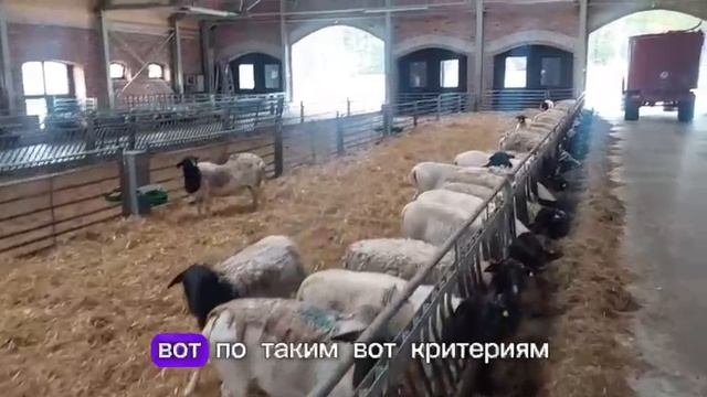 Продажа ярок дорпер - как купить племенную ярку породы дорпер