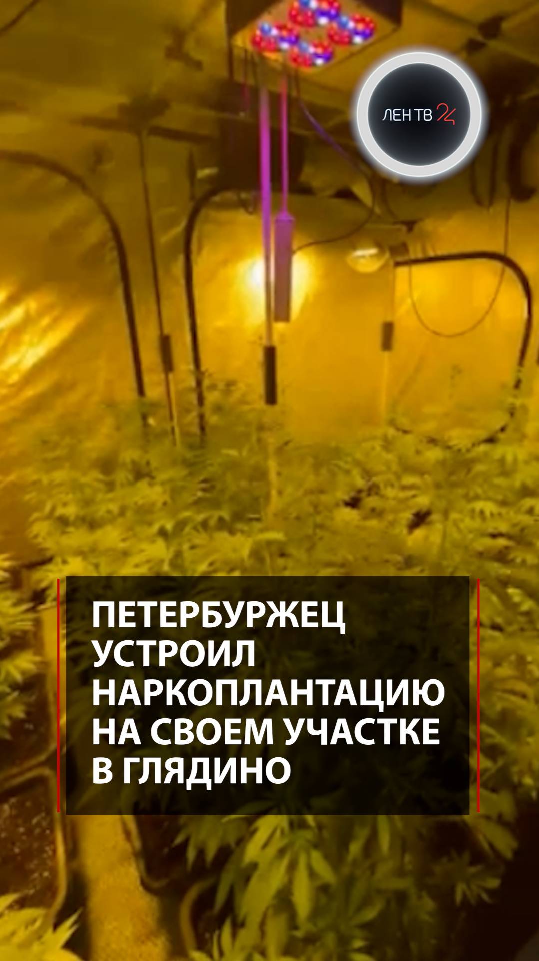 Петербуржец устроил наркоплантацию на своем участке в Глядино