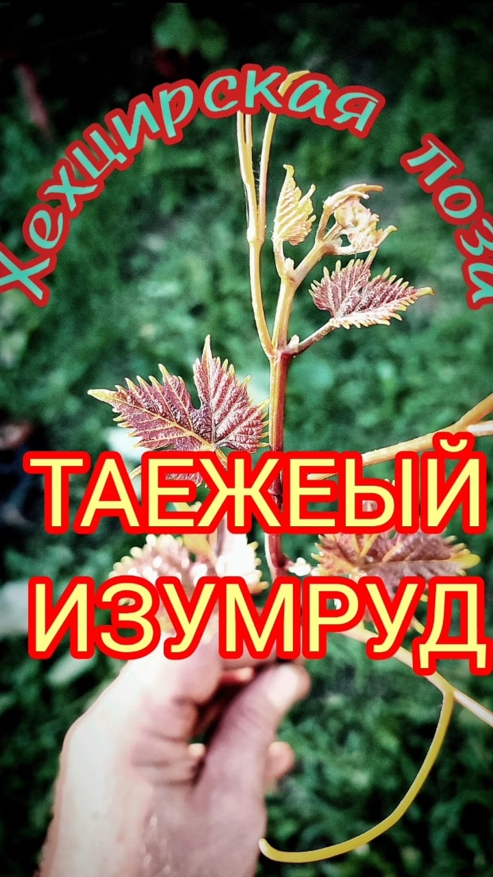 Виноград Таёжный изумруд