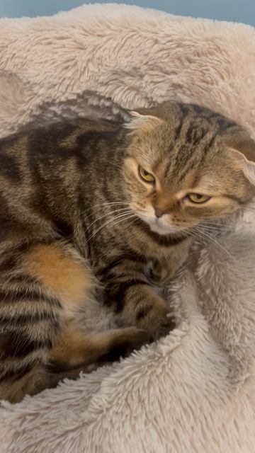 Милая шотландская вислоухая кошечка 🐱