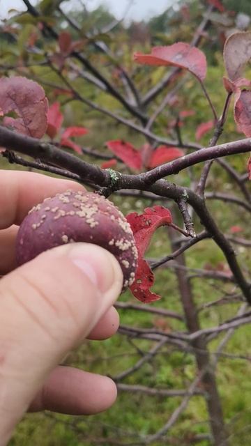Где растут такие Яблоки как мясо
