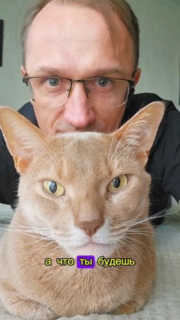 Хозяин кота мечтает о жизни кота #смешнойкот